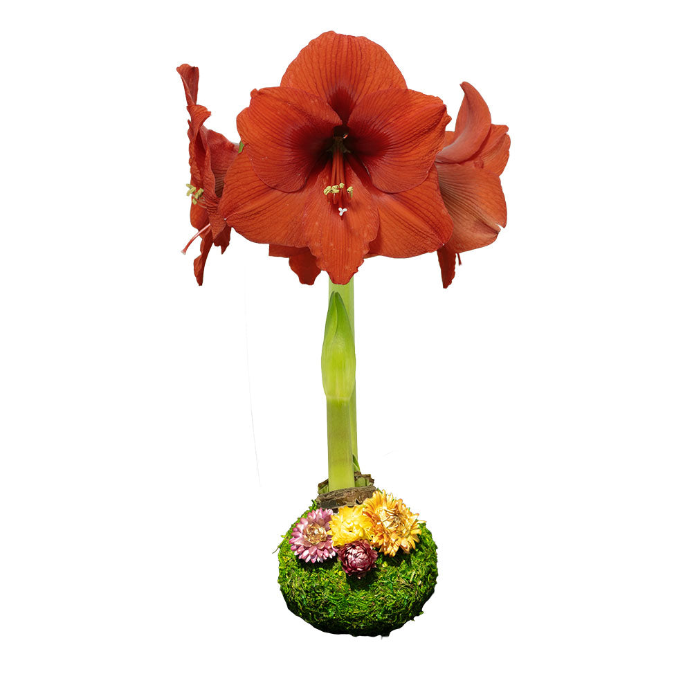Let 'Em Bloom from ABC Secret Savings