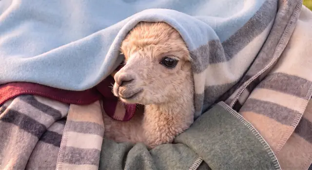 Alicia Adams Alpaca product from View Your Deal